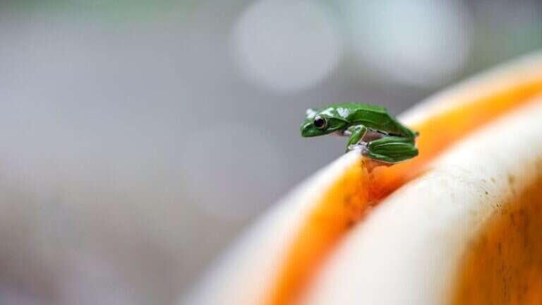 Tree frog on a leaf during field research in the Caribbean