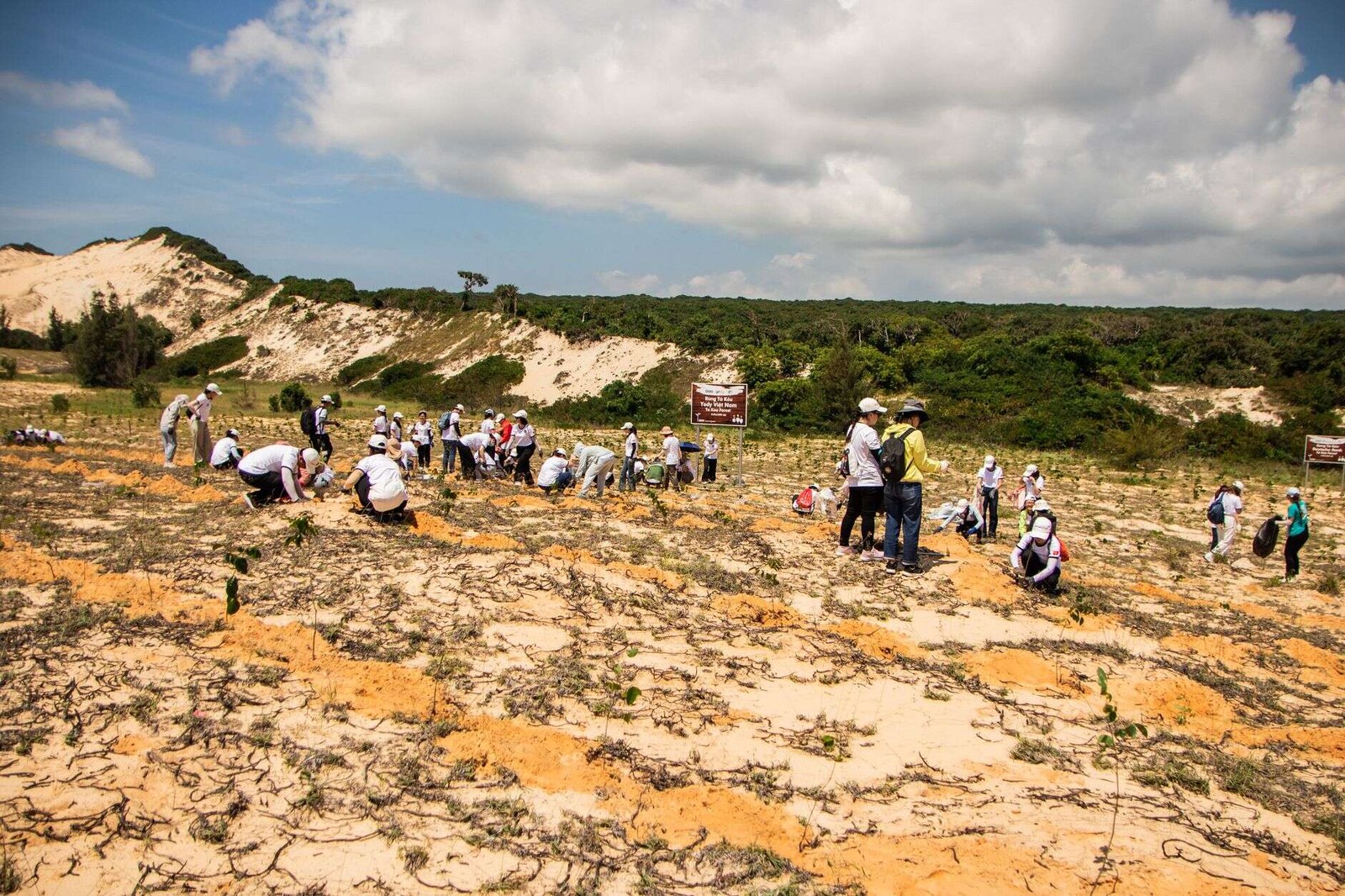 Community members planting trees as part of a conservation stewardship program