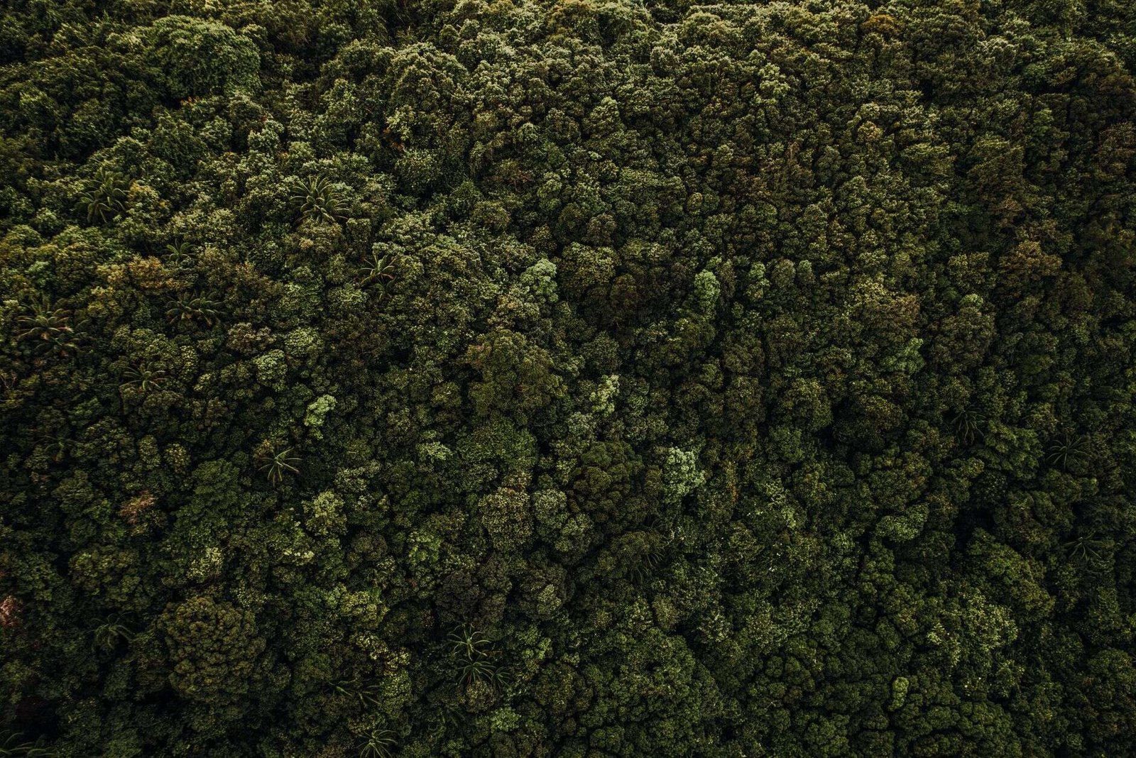 Rainforest canopy showing ecological connectivity between habitats