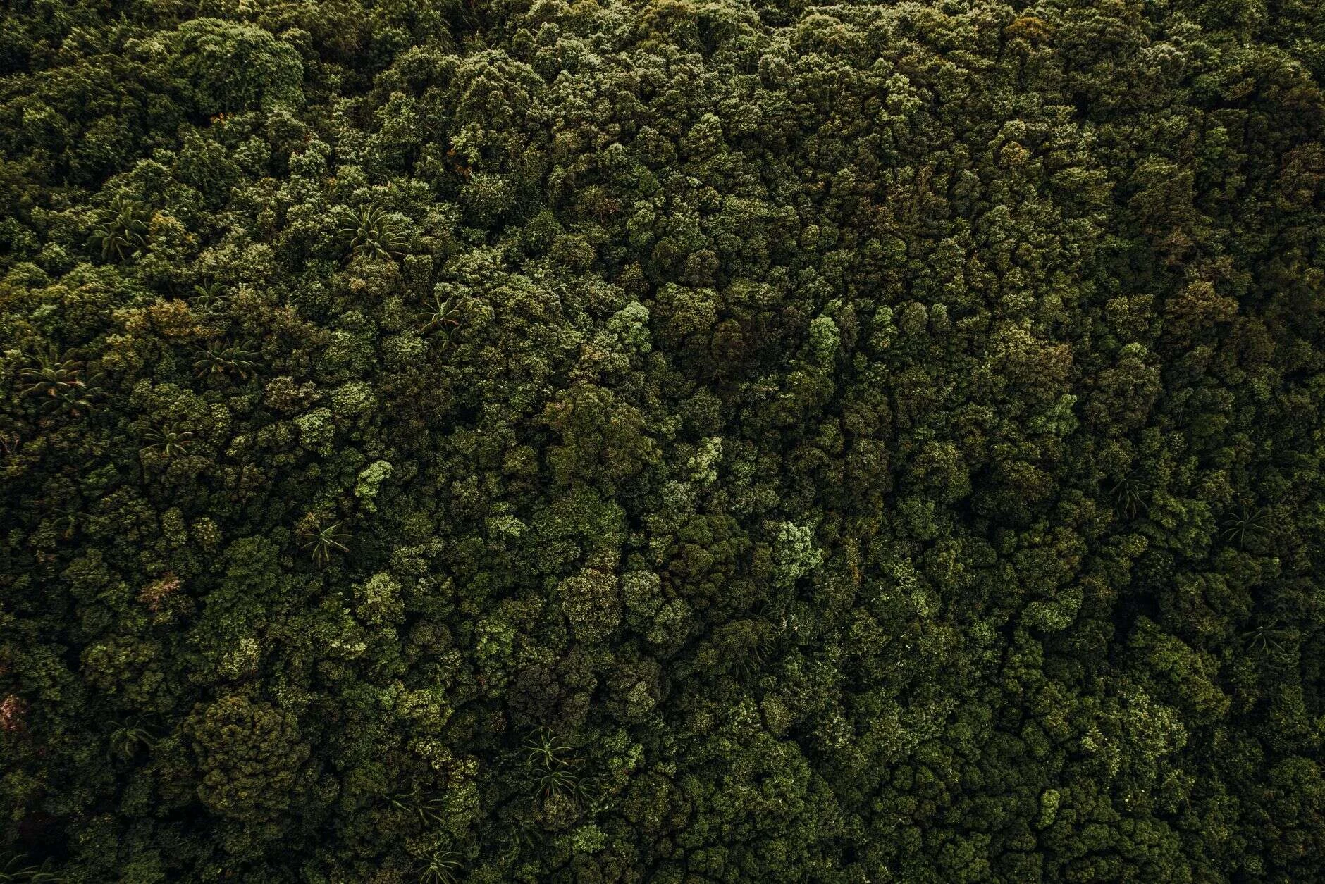 Rainforest canopy showing ecological connectivity between habitats